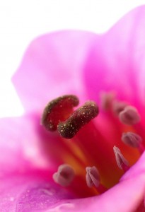 bergenia flower